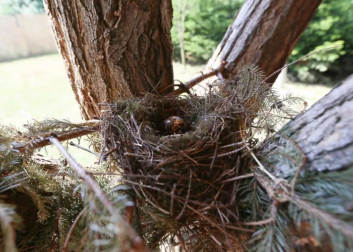 Ehm Baumhaus Nahe Therme & Appartement Mesteri